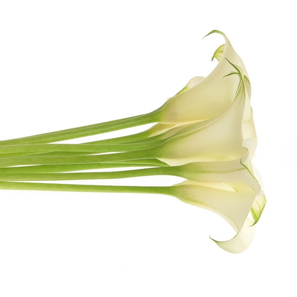 Calla creme Ventura 60cm