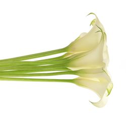 Calla creme Ventura 60cm