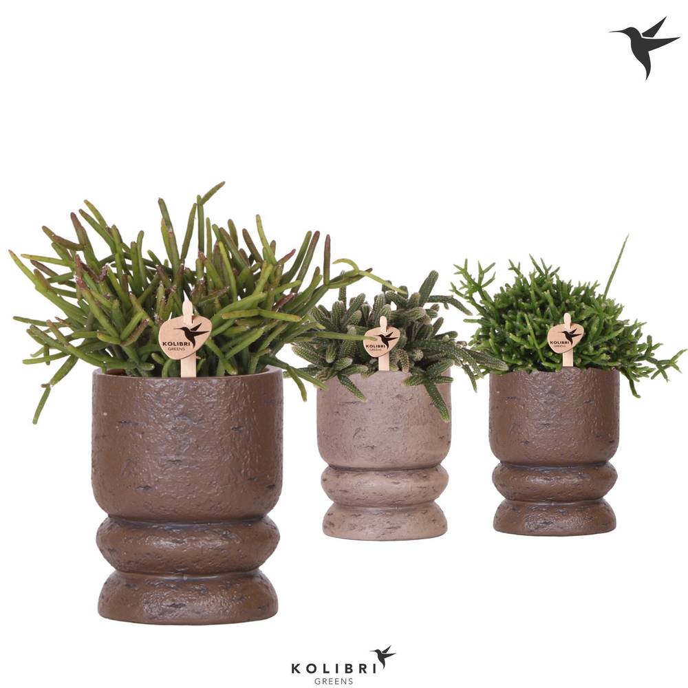 Rhipsalis mix im Keramik braun mix T09 H022