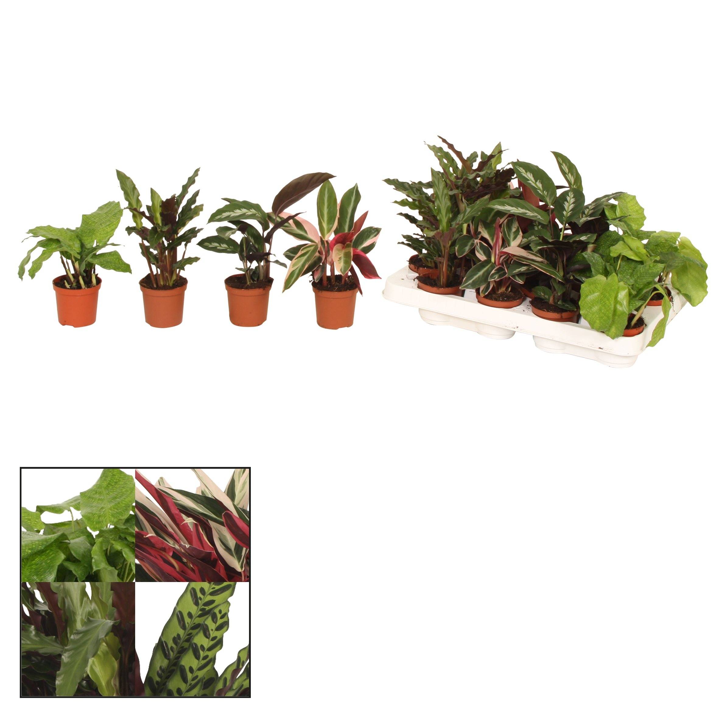calathea roseopicta surprise star Rare Calathea Roseopicta Surprise Star