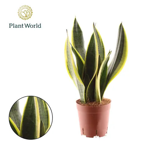 Sanseveria Superba T14 H050