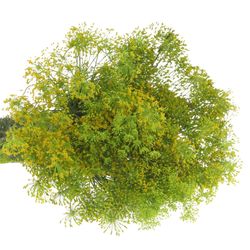 Dille grün Graveolens 80cm