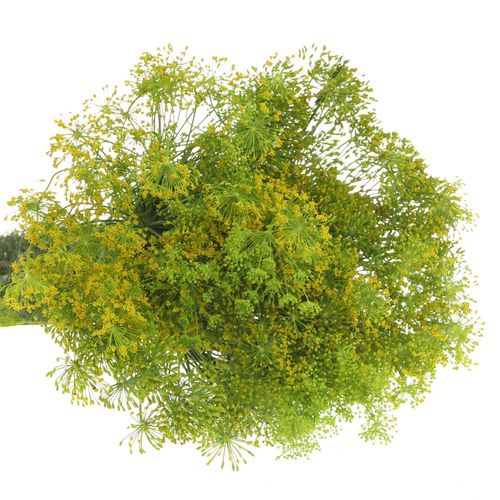 Dille grün Graveolens 80cm