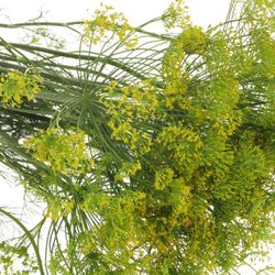 Dille grün Graveolens 80cm