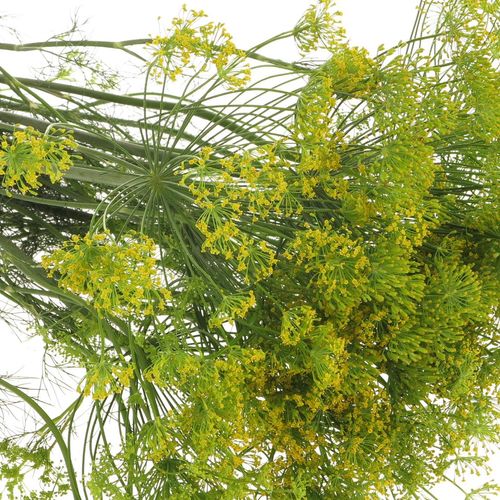 Dille grün Graveolens 80cm