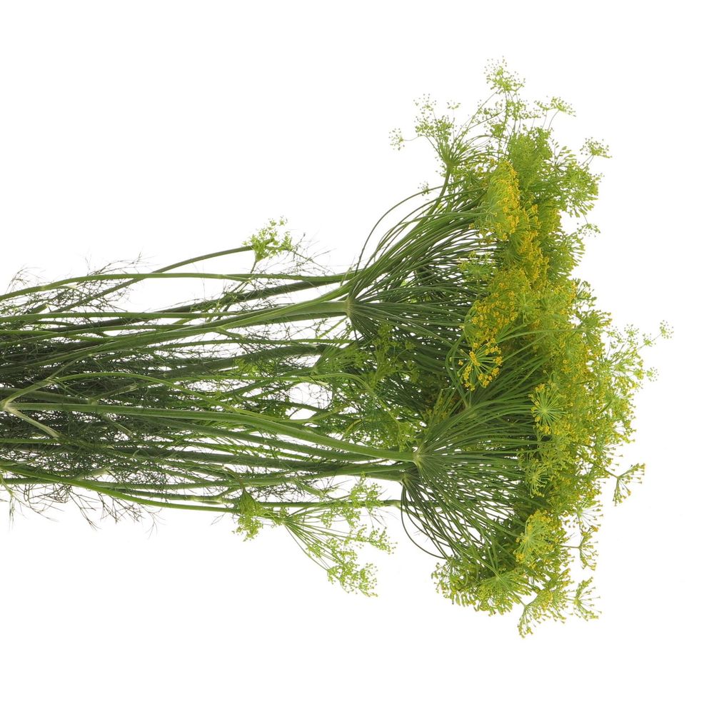 Dille grün Graveolens 80cm