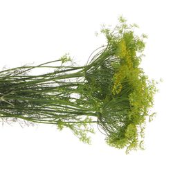 Dille grün Graveolens 80cm