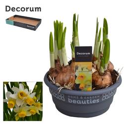 Narzisse 7er hellgelb Spring Sunshine Schale T16 H015