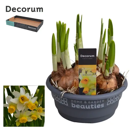 Narzisse 7er hellgelb Spring Sunshine Schale T16 H015