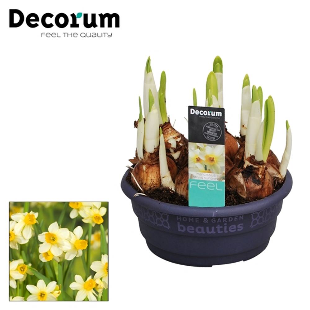 Narzisse 7er hellgelb Spring Sunshine Schale T16 H015