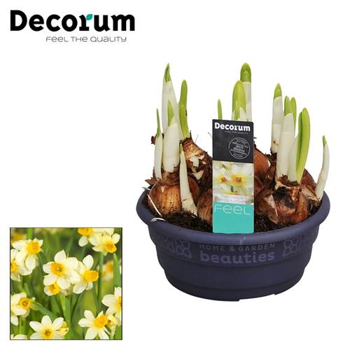 Narzisse 7er hellgelb Spring Sunshine Schale T16 H015