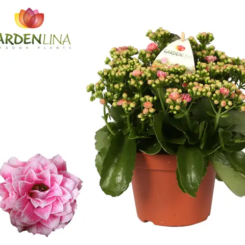 Kal.Gef.weiss/rosa Gardenlina T15 H027