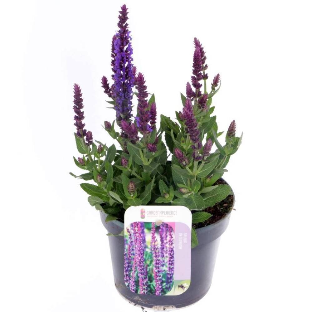 Salvia lila Nemorosa Blue T13 H030