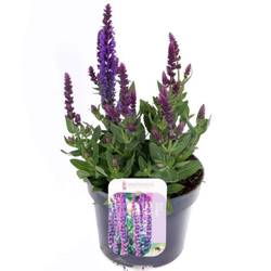 Salvia lila Nemorosa Blue T13 H030
