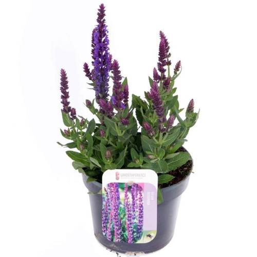 Salvia lila Nemorosa Blue T13 H030
