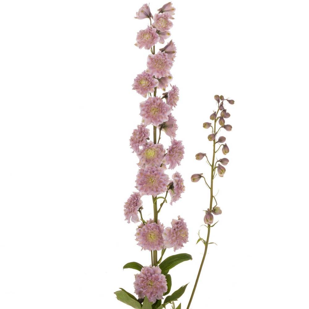 Delphinium rosa Mystery sensation 80cm