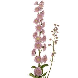 Delphinium rosa Mystery sensation 80cm