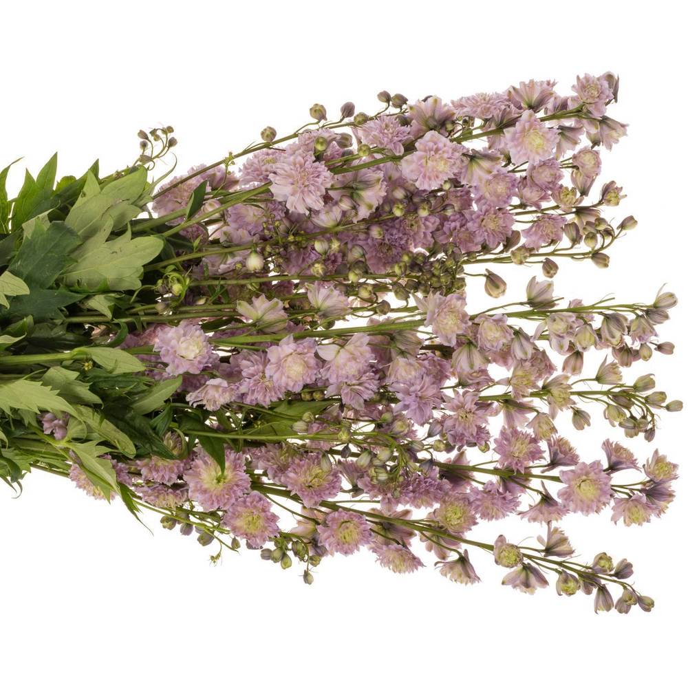 Delphinium rosa Mystery sensation 80cm