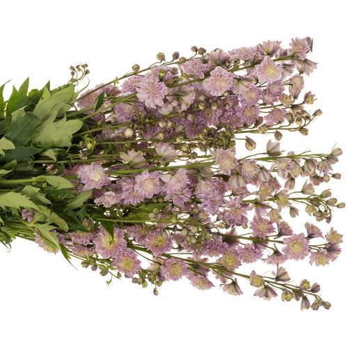 Delphinium rosa Mystery sensation 80cm