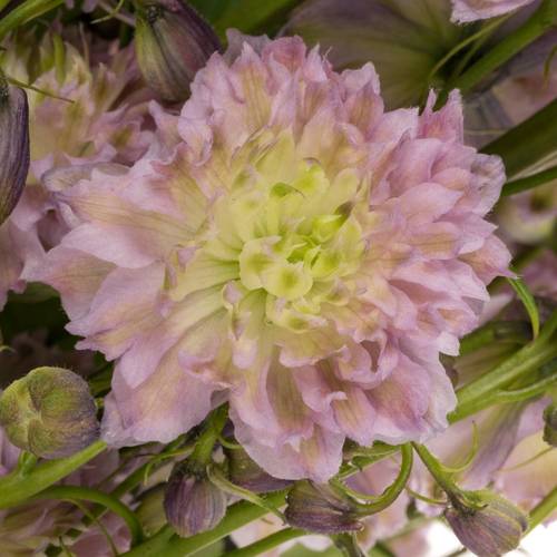 Delphinium rosa Mystery sensation 80cm