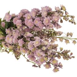 Delphinium rosa Mystery sensation 80cm