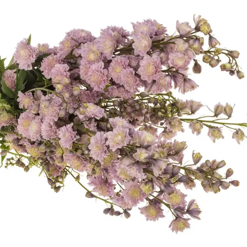Delphinium rosa Mystery sensation 80cm