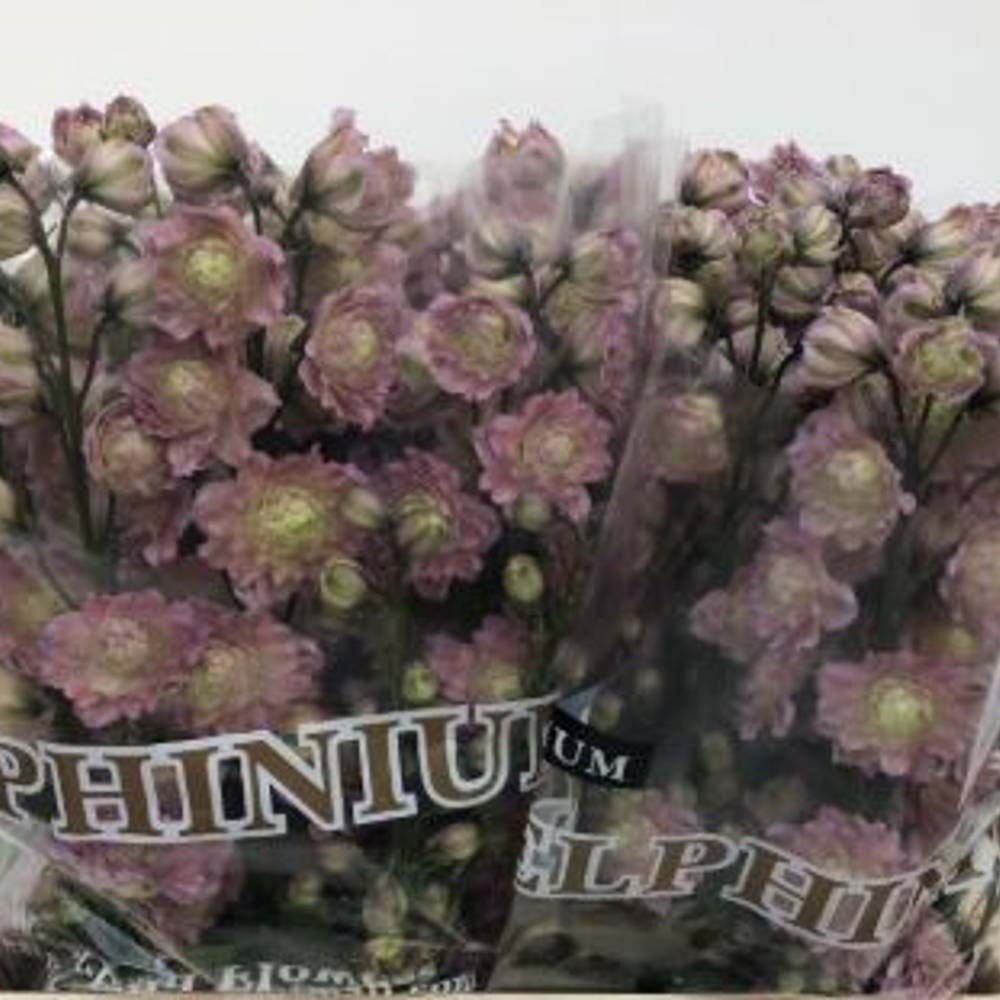 Delphinium rosa Mystery sensation 70cm