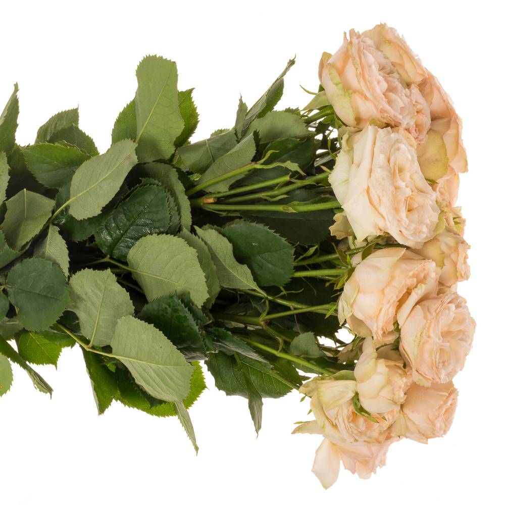 Rose verzweigt lachs Gentle Trendsetter 4+Bl