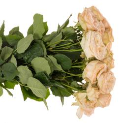 Rose verzweigt lachs Gentle Trendsetter 4+Bl