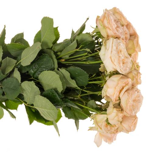 Rose verzweigt lachs Gentle Trendsetter 4+Bl