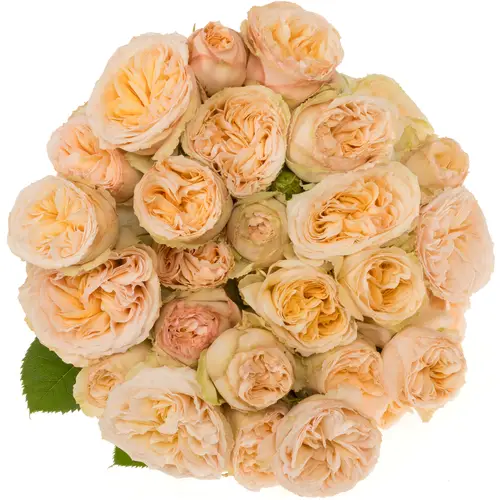 Rose verzweigt lachs Gentle Trendsetter 4+Bl