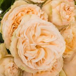 Rose verzweigt lachs Gentle Trendsetter 4+Bl