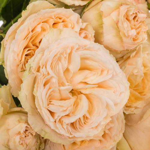 Rose verzweigt lachs Gentle Trendsetter 4+Bl