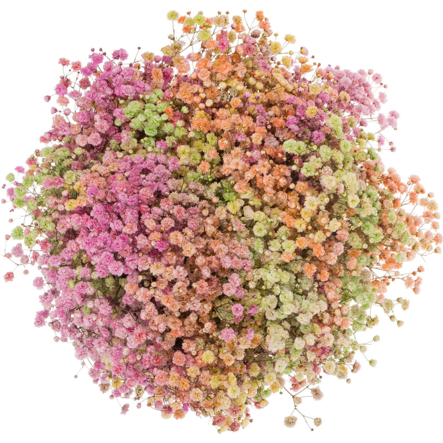 Gyps mix Ostern Ecuador 80cm