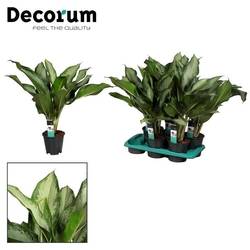 Aglaonema Cleopatra T17 H50