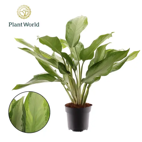 Aglaonema Cleopatra T17 H050