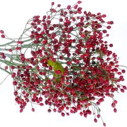 Hagebutte rot Autumn Spirit 50cm