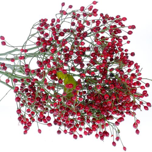 Hagebutte rot Autumn Spirit 50cm