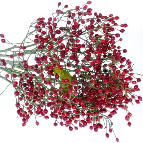 Hagebutte rot Autumn Spirit 50cm