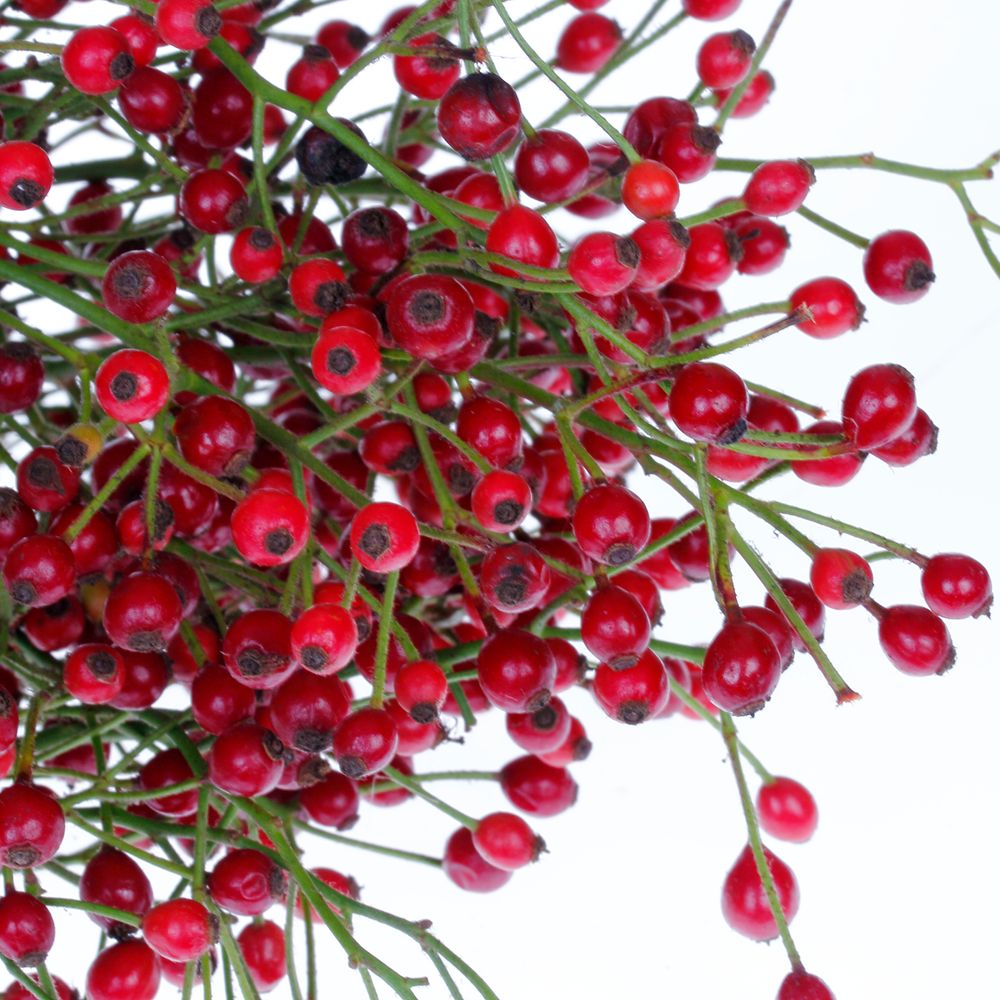 Hagebutte rot Autumn Spirit 50cm