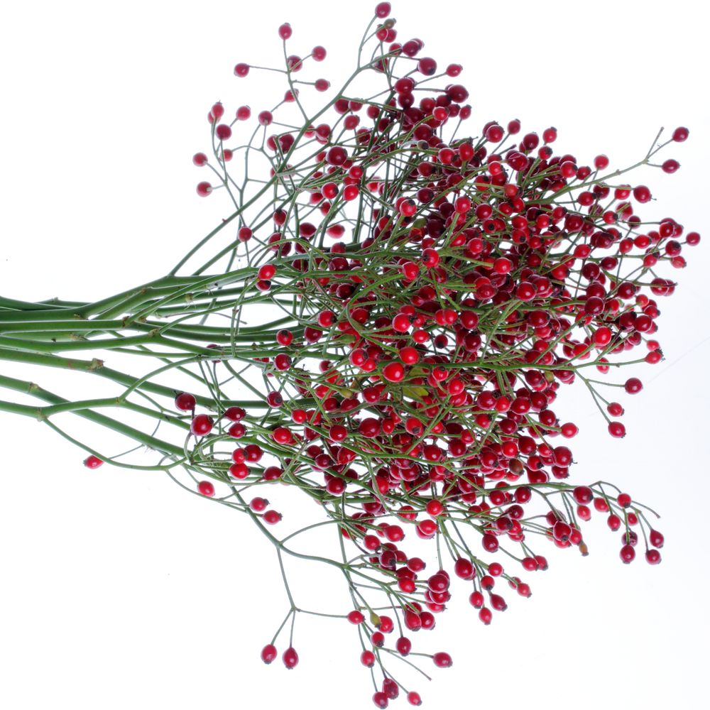 Hagebutte rot Autumn Spirit 50cm