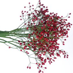 Hagebutte rot Autumn Spirit 50cm
