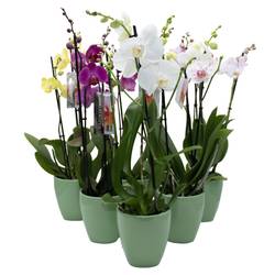 Phal.2-R mix im Orchidee Übertopf grün T12 H050