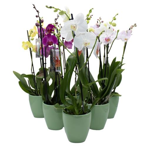 Phal.2-R mix im Orchidee Übertopf grün T12 H050