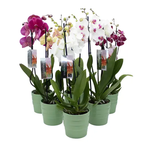Phal.2-R mix im Orchidee Übertopf grün T12 H050