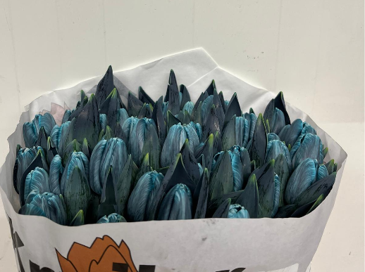 Tulpe grau / blau Navy gefärbt 32 Gramm