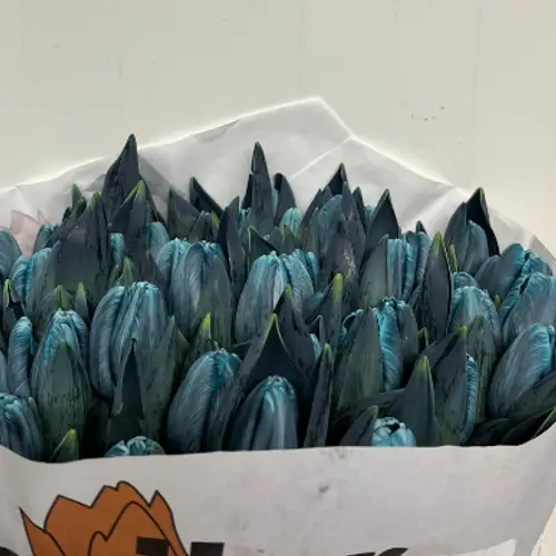 Tulpe grau / blau Navy gefärbt 32 Gramm
