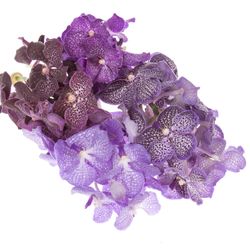 Vanda mix Purple X4 Stiele