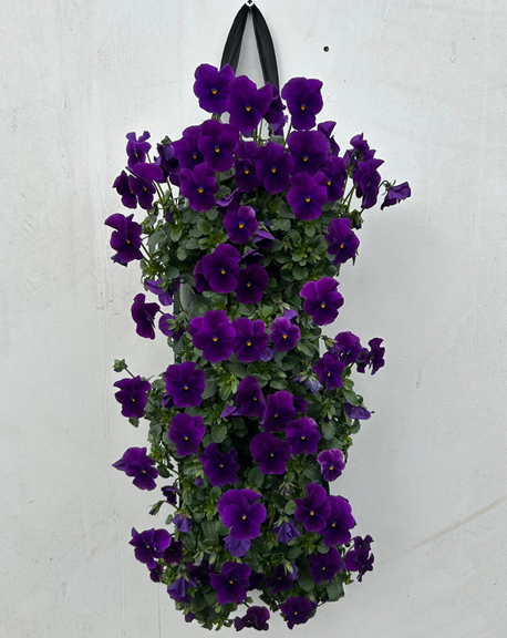 Hornveilchen lila Wandhänger H025