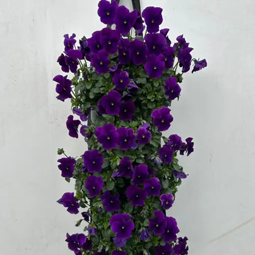 Hornveilchen lila Wandhänger H025